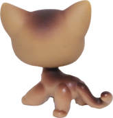 #0019 Shorthair Cat